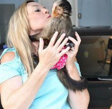 Cute Capuchin Monkey for adoption Image eClassifieds4u 1