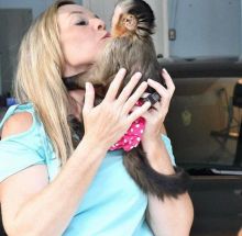 Cute Capuchin Monkey for adoption Image eClassifieds4u 2