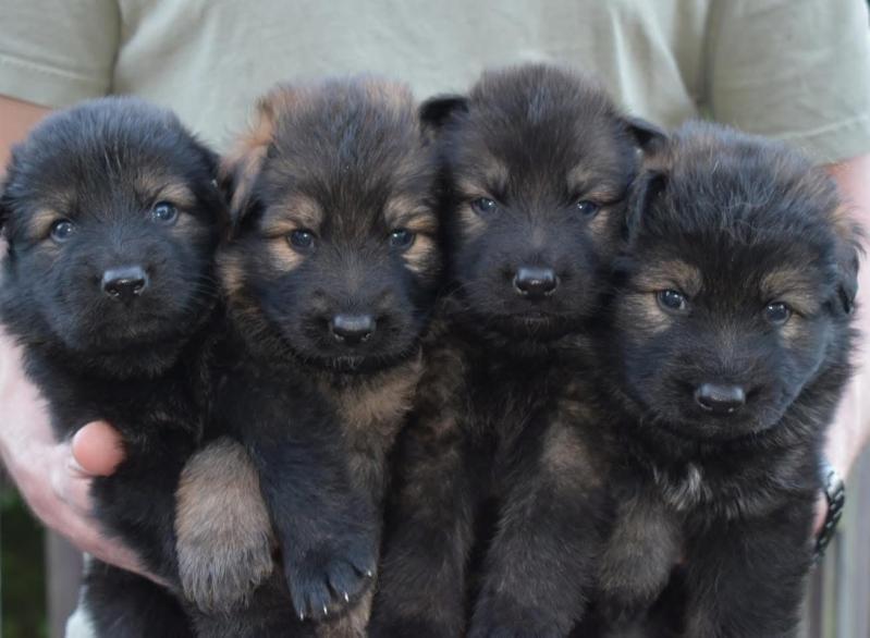Adorable german shepherd Puppies Image eClassifieds4u