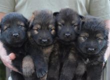 Adorable german shepherd Puppies Image eClassifieds4U