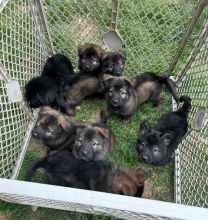 Awesome German Shepherd Puppies Available Image eClassifieds4U