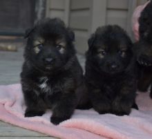 Super Adorable German Shepherd Puppies Image eClassifieds4u 2