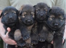 Sweet german shepherd Puppies Image eClassifieds4U