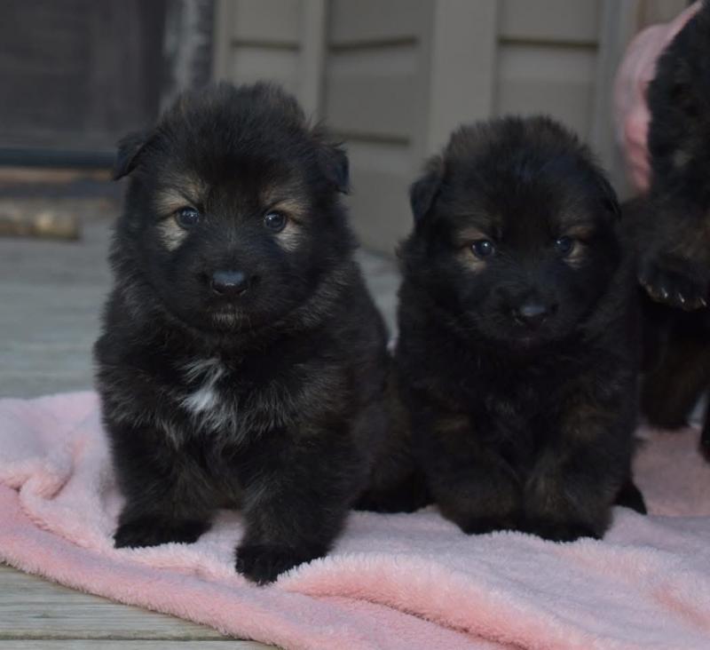 Nice and Healthy german shepherd Puppies Available Image eClassifieds4u