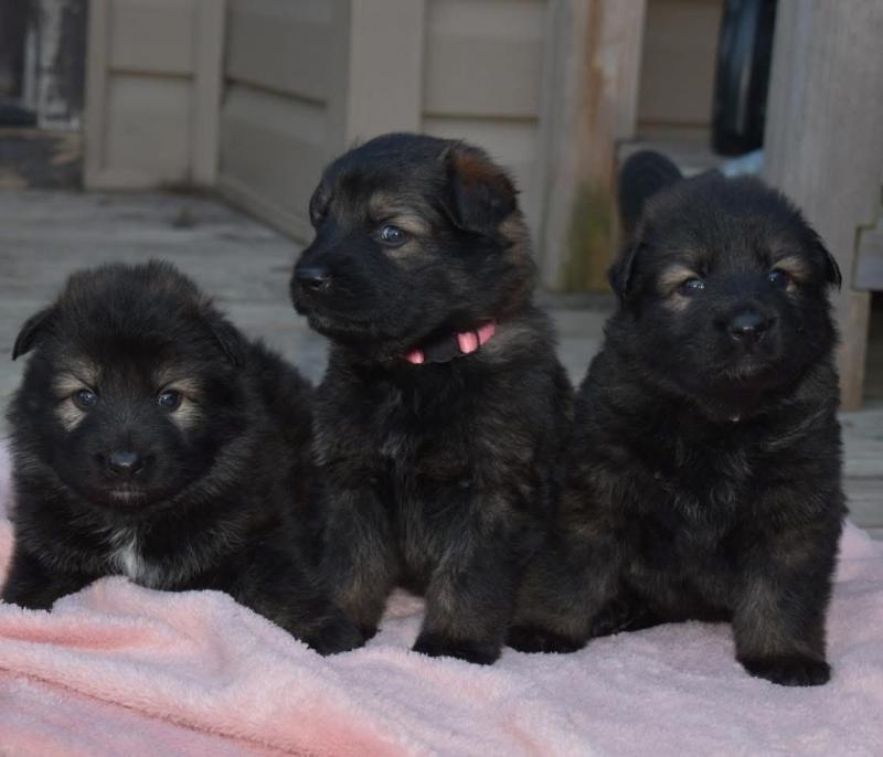 Super Adorable German Shepherd Puppies Image eClassifieds4u
