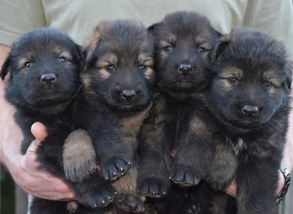 Sweet german shepherd Puppies Image eClassifieds4u