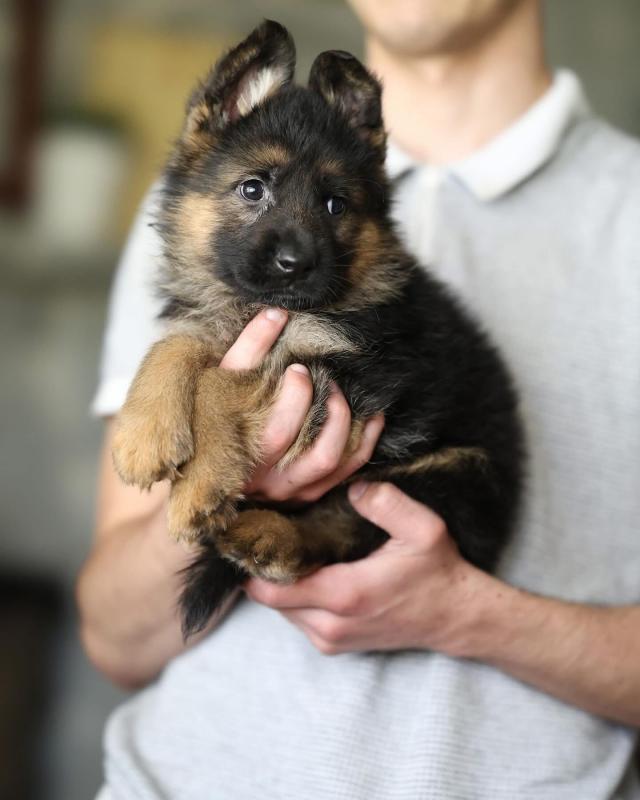 German shepherd (registered) Image eClassifieds4u