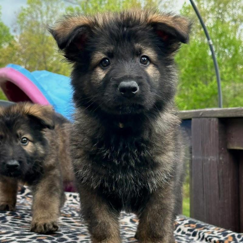 CKC quality German shepherd Puppies for adoption!!! Image eClassifieds4u