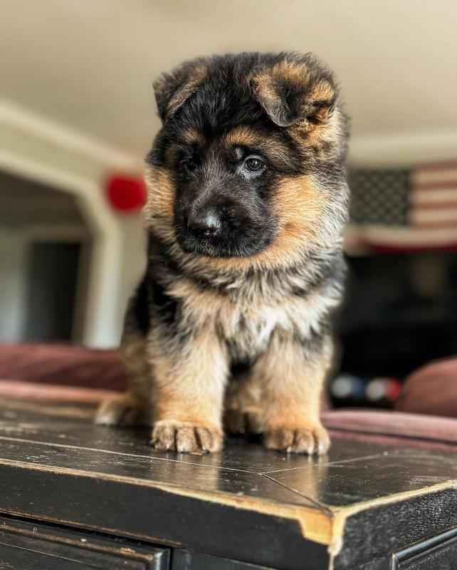 German shepherds for Rehoming Image eClassifieds4u