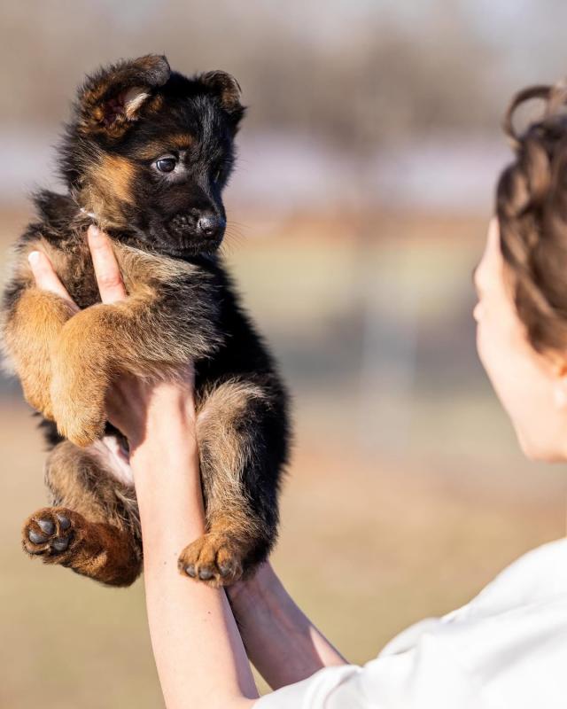 Gorgeous German shepherd puppies available Image eClassifieds4u