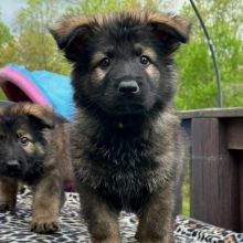CKC quality German shepherd Puppies for adoption!!! Image eClassifieds4u 1
