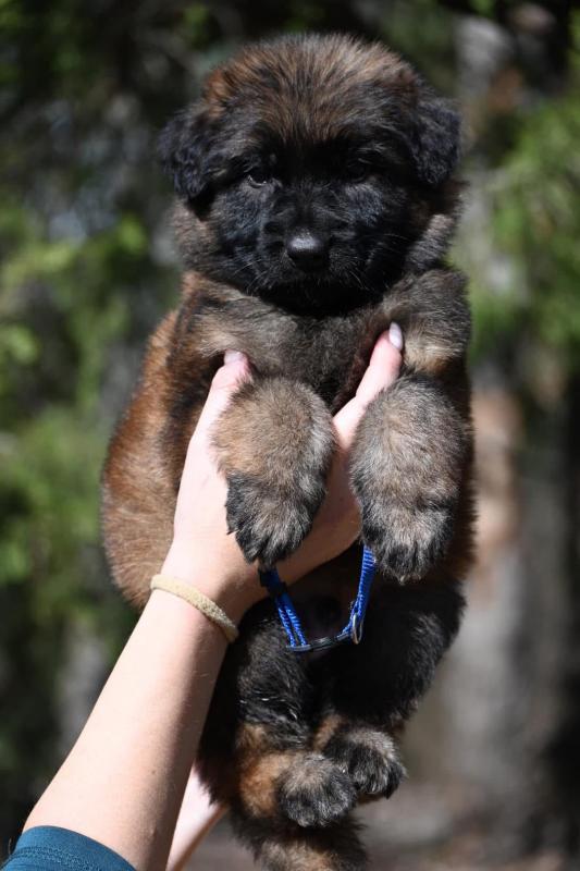 Purebred German shepherd Puppies Image eClassifieds4u
