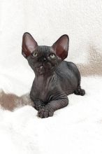 Canadian sphynx kitten