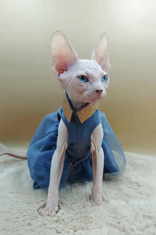 10 weeks old female Canadian sphynx kitten Image eClassifieds4u