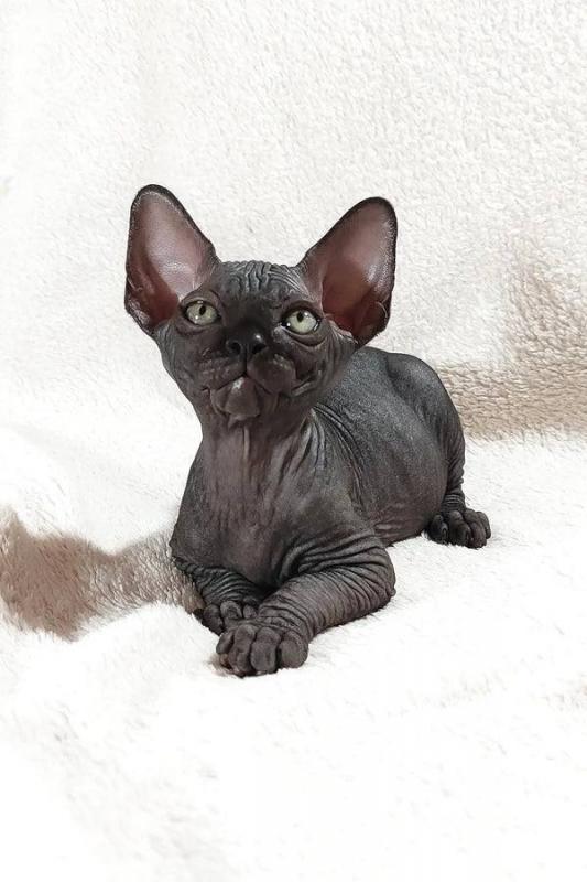 Canadian sphynx kitten Image eClassifieds4u