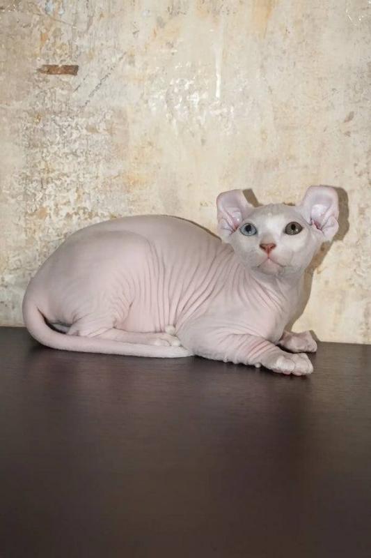 female Elf Sphynx kitten Image eClassifieds4u