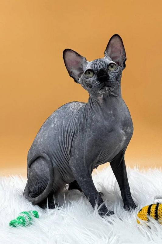 Healthy Canadian sphynx kitten Image eClassifieds4u