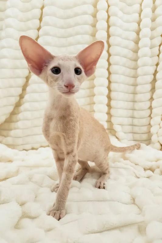 Healthy Peterbald kitten Image eClassifieds4u