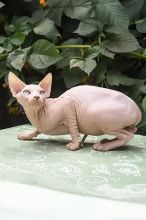 7 months old female Canadian Sphynx kitten Image eClassifieds4U