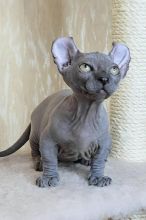 male Dwelf Sphynx kitten Image eClassifieds4U