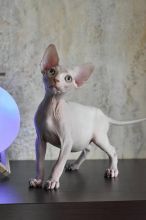 Sphynx kitten for adoption Image eClassifieds4U