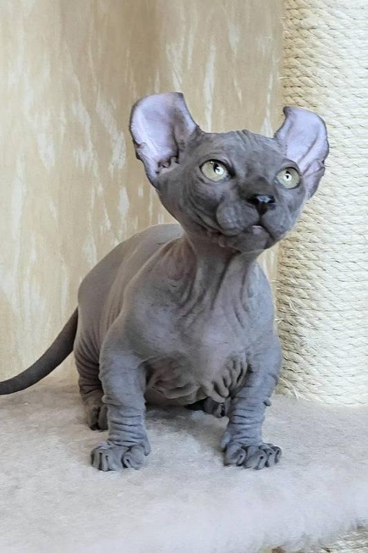male Dwelf Sphynx kitten Image eClassifieds4u