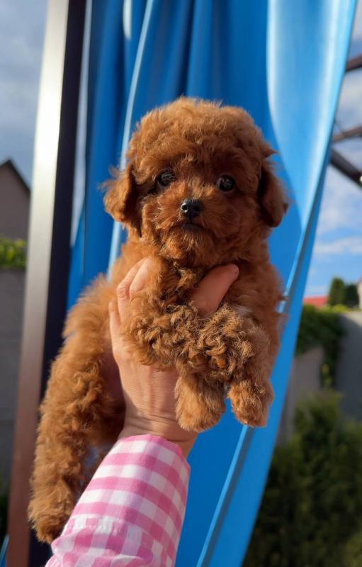 Healthy teacup and toy poodle puppies available and ready to go (lorjuans937473@gmail.com) Image eClassifieds4u
