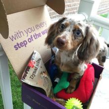 Dachshund puppies available for rehoming Image eClassifieds4u 2