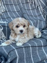 Healthy Maltipoo Puppies Available (lorjuans937473@gmail.com) Image eClassifieds4u 3