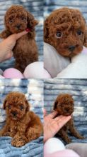 Healthy teacup and toy poodle puppies available and ready For Adoption Image eClassifieds4u 3