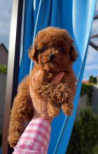 Healthy teacup and toy poodle puppies available and ready to go (lorjuans937473@gmail.com) Image eClassifieds4u 3