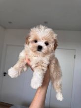 Healthy toy poodle puppies available and ready to go Image eClassifieds4u 3