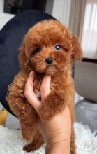 Healthy toy poodle puppies available and ready to go Image eClassifieds4u 4
