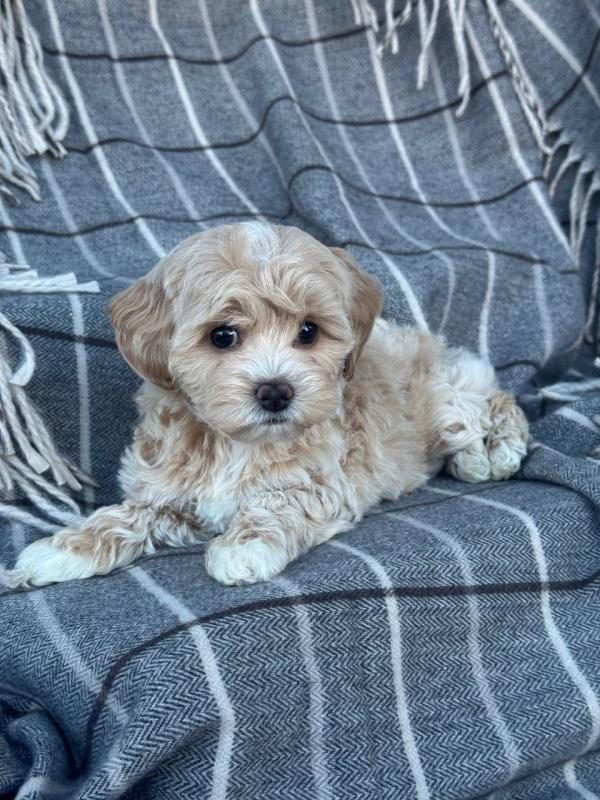 Maltipoo Puppies Available (lorjuans937473@gmail.com). Image eClassifieds4u