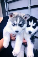 Affectionate Blue Eyed Siberian Husky Puppies Available 💕Delivery Available🌎