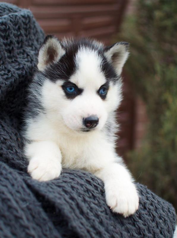Affectionate Blue Eyed Siberian Husky Puppies Available 💕Delivery Available🌎 Image eClassifieds4u