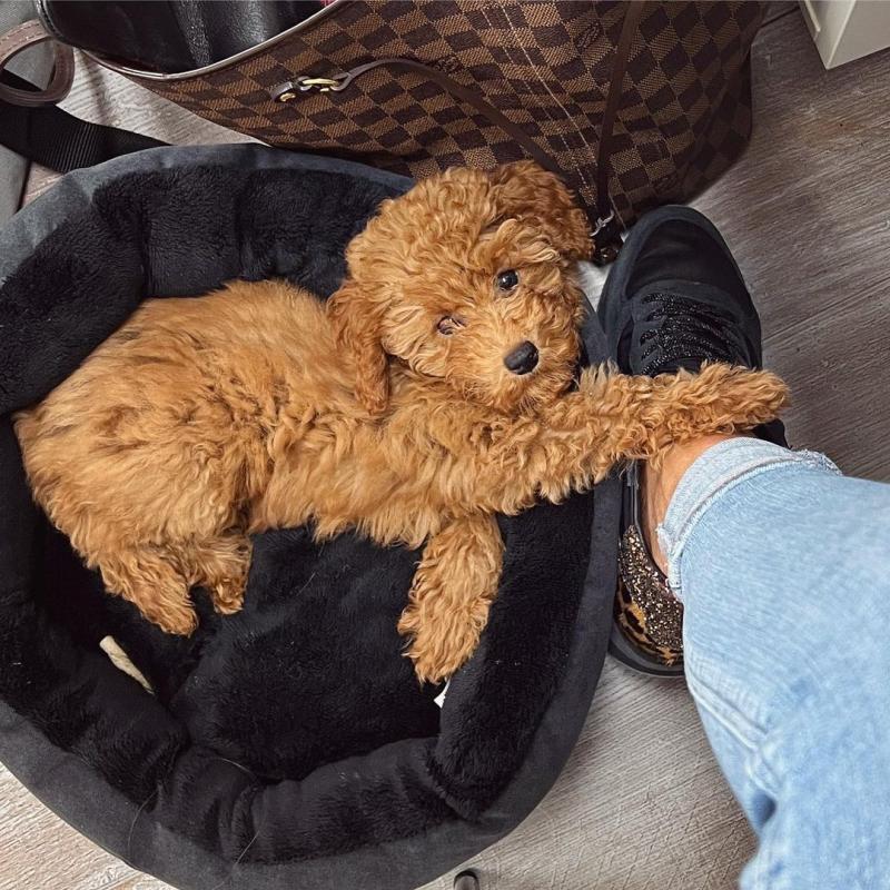 Cute Toy Poodle Puppies Available for Adoption 💕Delivery Available🌎 Image eClassifieds4u