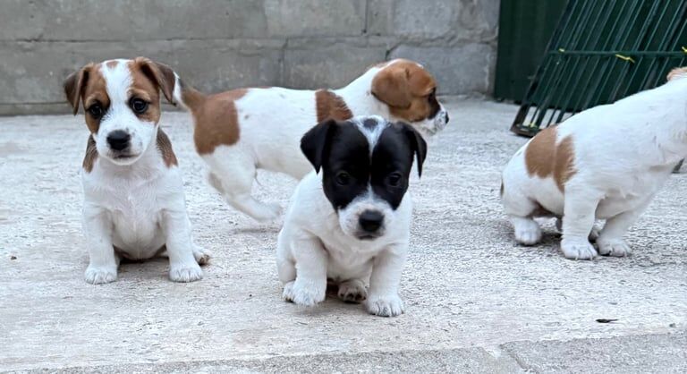 Energetic Jack Russell Puppies Available 💕Delivery Available🌎 Image eClassifieds4u