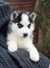 Affectionate Blue Eyed Siberian Husky Puppies Available 💕Delivery Available🌎 Image eClassifieds4U