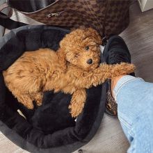 Cute Toy Poodle Puppies Available for Adoption 💕Delivery Available🌎 Image eClassifieds4U