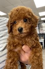 Excellent Toy Poodle Puppies Available for Adoption 💕Delivery Available🌎 Image eClassifieds4U