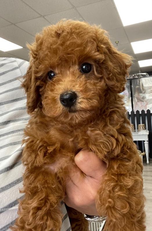 Toy Poodle Puppies Available for Adoption 💕Delivery Available🌎 Image eClassifieds4u