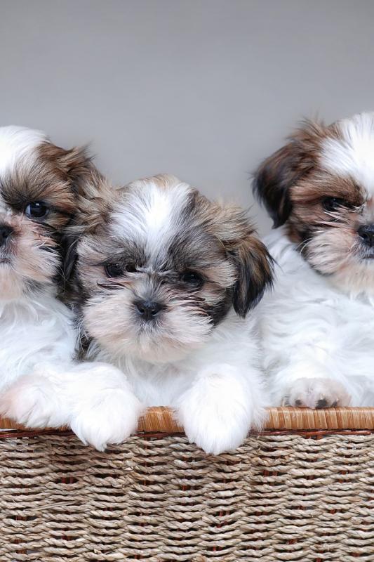 Male and Female Shih Tzu Puppies Available 💕Delivery Available🌎 Image eClassifieds4u