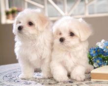 Two Stunning Maltese Puppies Available 💕Delivery Available🌎