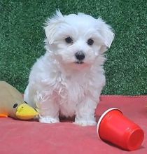 Two Stunning Maltese Puppies Available 💕Delivery Available🌎 Image eClassifieds4U
