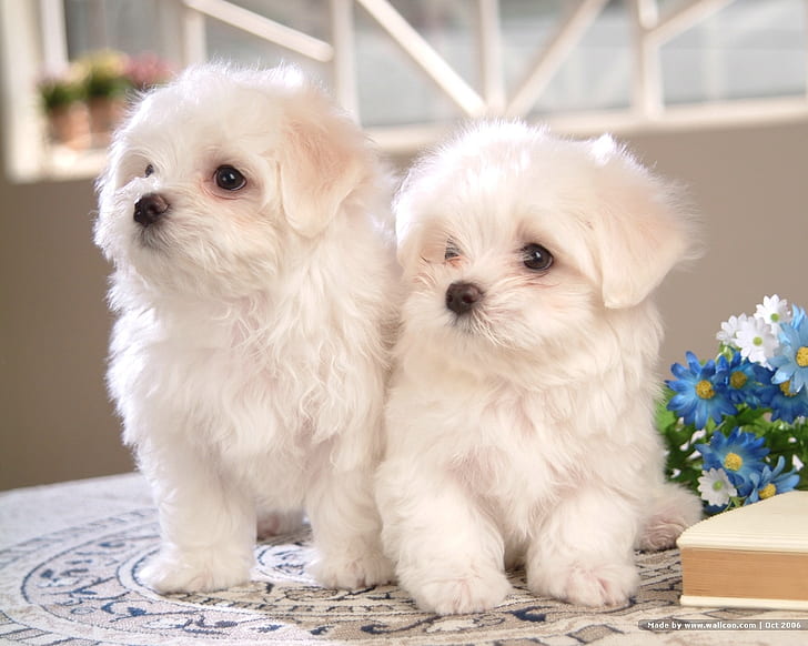 Two Stunning Maltese Puppies Available 💕Delivery Available🌎 Image eClassifieds4u