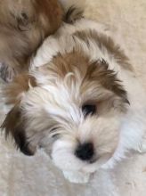 Male and Female Havanese Puppies Available 💕Delivery Available🌎