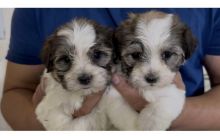 Male and Female Havanese Puppies Available 💕Delivery Available🌎