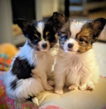 Two Beautiful Papillon puppies Available 💕Delivery Available🌎