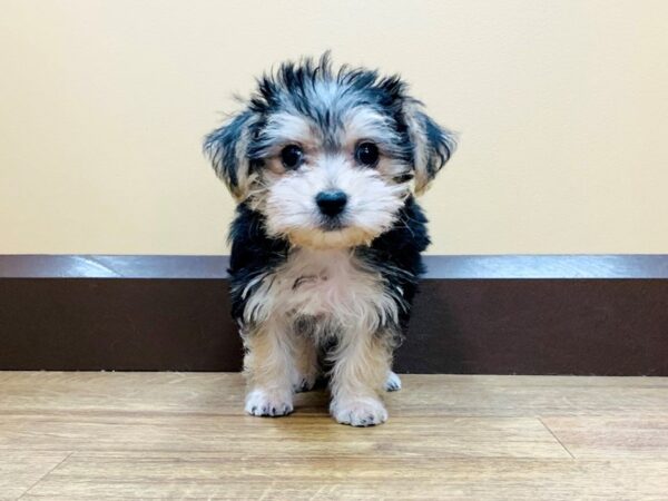 Lovely MORKIE Puppies available for Adoption 💕Delivery Available🌎 Image eClassifieds4u